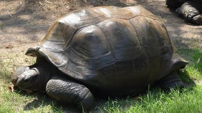 125-year-old tortoise passes away at Nehru Zoological Park in Hyderabad