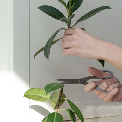 How to propagate a rubber plant - expand your houseplant collection for free