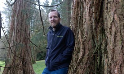 Hidden giants: how the UK’s 500,000 redwoods put California in the shade