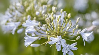 How to grow agapanthus – add height and drama to your flower beds with these picture perfect pompoms