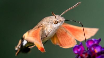 Hummingbird hawk-moth: The bird-like insect with a giant sucking mouthpart