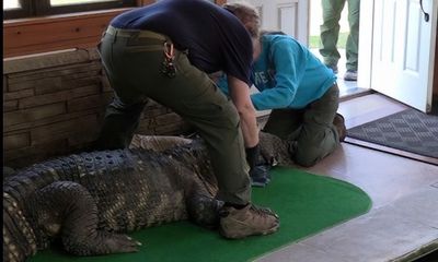 NY man kept 11-foot gator illegally as pet… with its own pool