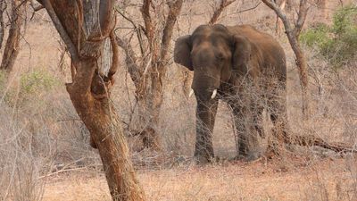 Male elephant translocated from Dharmapuri town to forest habitat