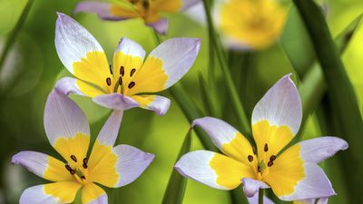 What are species tulips? Expert tips on how to grow these vibrant flowering bulbs
