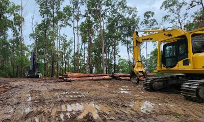 Continued logging of NSW koala habitat is ‘a profound tragedy’, conservationist says