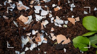 How to use eggshells in your garden – 3 ways to improve soil and deter pests