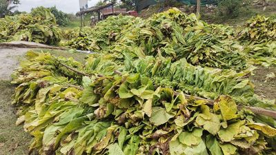 Average price of tobacco grown in Karnataka has more than doubled in last 9 years