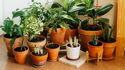 I use terracotta indoor planters for my houseplants – here's why I think they're the best pots for indoor gardening