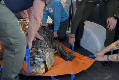 Illegal Pet Alligator Seized In Upstate New York