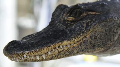 Man denies throwing live chicken to alligators at park