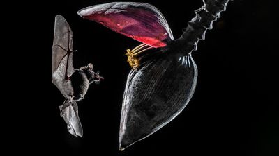 Stunning image of flying bat scoops LCE Photographer of the Year 2024