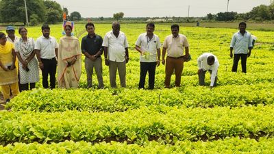 Tobacco Board authorises 100 million kg crop size for Karnataka during 2024-25