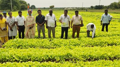 Tobacco Board authorises 100 million kg crop size for Karnataka during 2024-25