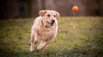 Trainer reveals surprising reason why your dog refuses to bring the ball back when you play fetch (and what to do about it)