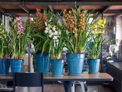 7 Things you Should Never do With an Orchid — Where You're Going Wrong With This Delicate Houseplant