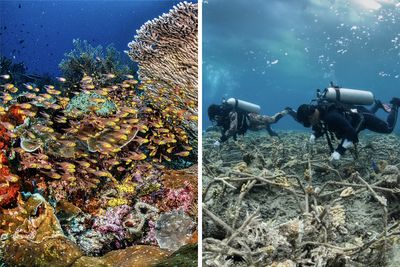 Coral Reef Restoration Could Bring Back Healthy Reefs Quicker Than It Was Thought