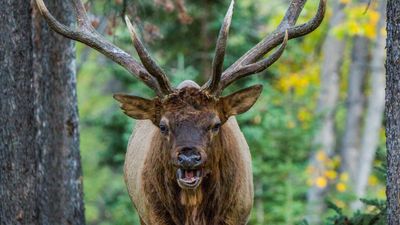 Bull elk teaches Yellowstone tourists that telephoto camera lenses don't help at close range
