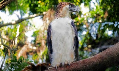 Pythons for bait and dodging militias: on the trail of the rare ‘monkey-eating’ eagle