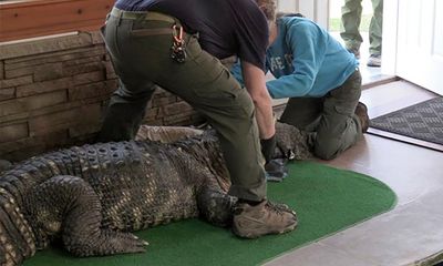 Officials seize 750lb blind alligator from New York home