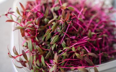 How to grow amaranth as a microgreen – for a healthy and colorful visual feast