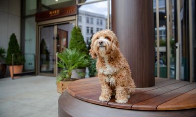 ‘People want to travel with their pets’: the hotels with a warm welcome for our furry friends
