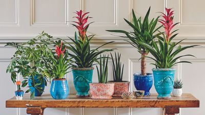 How often should you water indoor plants? Ensure they thrive with this expert advice