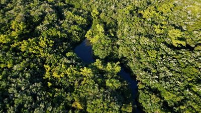 Greater biodiversity shields forests from climate extremes, say scientists