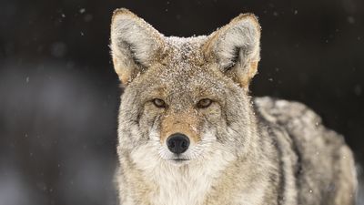 Coyote chomps man's hand after he tries to pet it near California ski resort