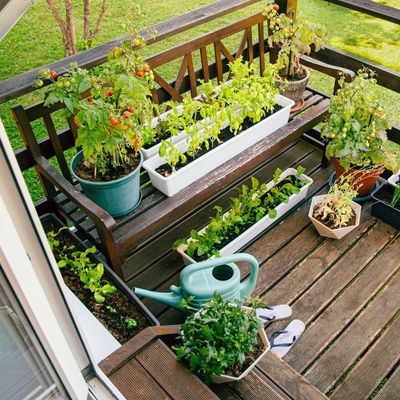 How to grow vegetables in a small garden - an expert guide to a bountiful crop in a tiny space