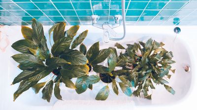 Is bathwater safe for your plants, or should you skip this sustainable approach? Experts weigh in