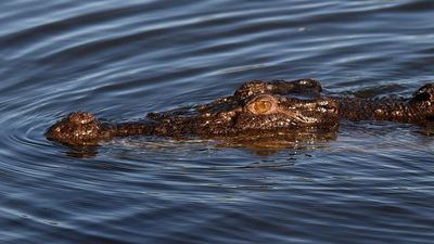 'Surprising' study finds Qld crocs stay close to home