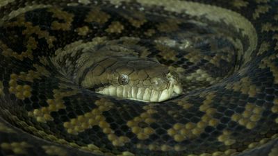 Man charged after 26 snakes found in car