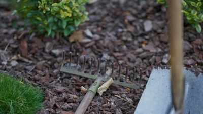 Do I Need To Remove Mulch In Spring? Expert Advice on What To Do