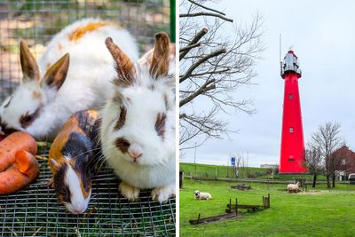 Boy, 9, Put In Care Program After Strangling 11 Animals At Petting Zoo