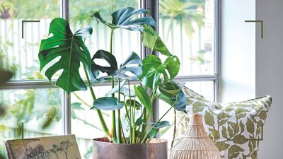 Why is my Monstera turning yellow? The 5 reasons your plant may be taking a turn for the worse