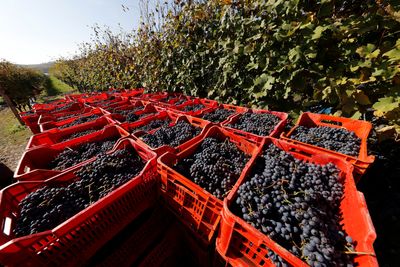 Migrant workers exploited, abused in Italy’s prized fine wine vineyards