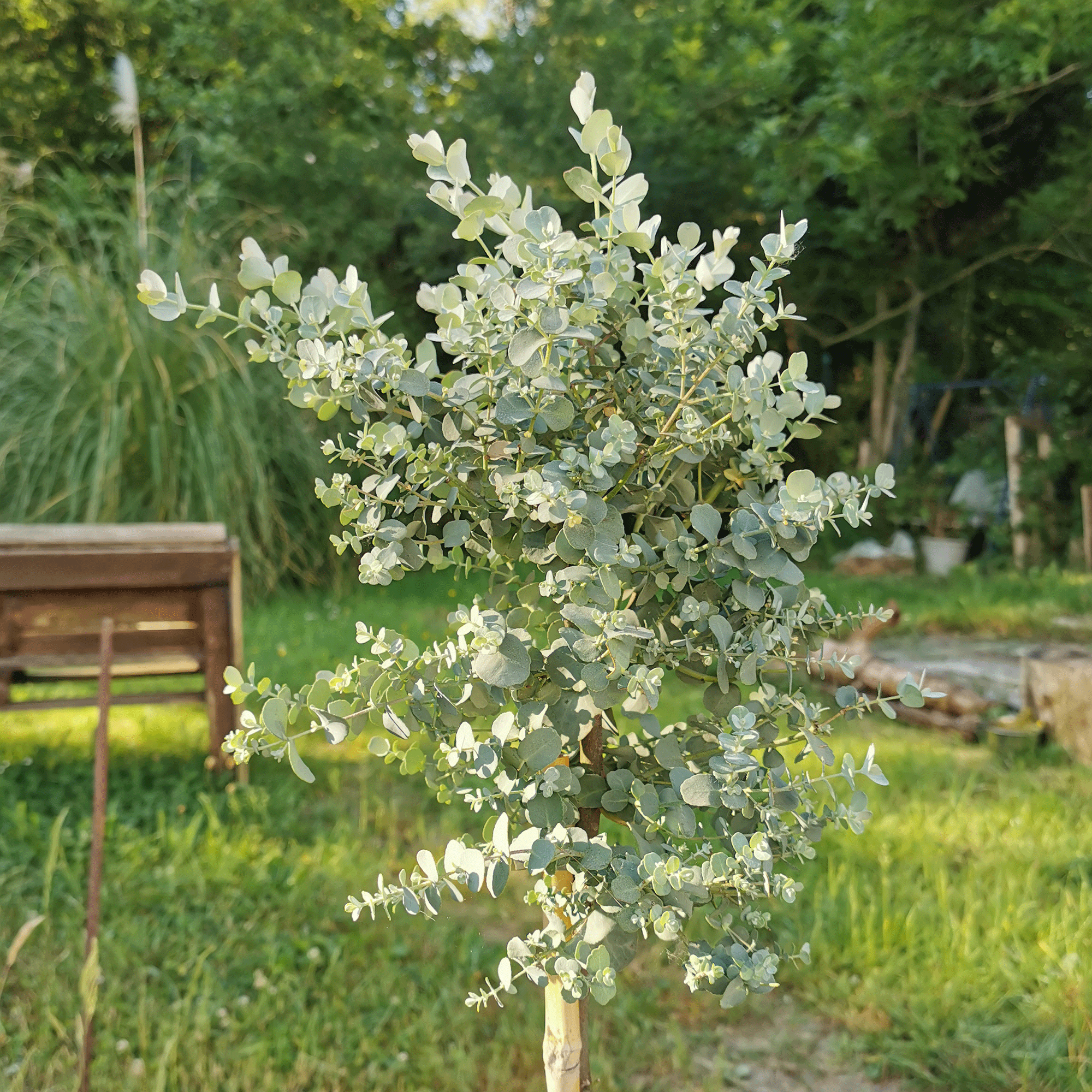 When to prune eucalyptus - Experts reveal the perfect time to ensure optimum health