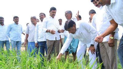 Harish Rao demands ₹10,000 per acre relief to ryots, crops hit by untimely rain