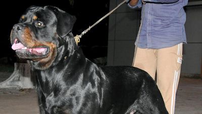 Karnataka High Court stays ban imposed on 23 ‘ferocious and dangerous’ dog breeds