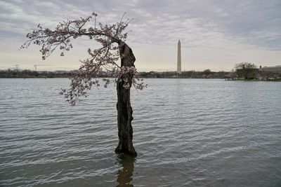 So long, Stumpy. More than 150 of D.C.'s cherry trees have to go as water rises