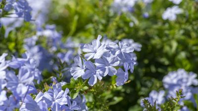 How to grow plumbago – the tropical shrub with striking sky-blue blooms