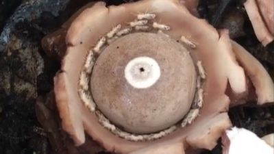 Watch bizarre video of termites trapped in 'death spiral'