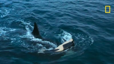 Brutal footage shows orca mom and son team up to drown another pod's calf