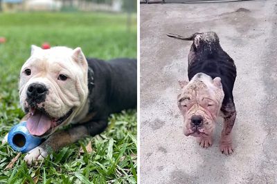 Remarkable Recovery Story Of A Resilient Dog That Was In Desperate Need Of Rescue