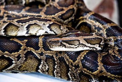 Wildlife experts capture 500lb of mating Burmese pythons in Florida