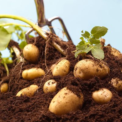 How to grow potatoes – a simple guide for homegrown spuds