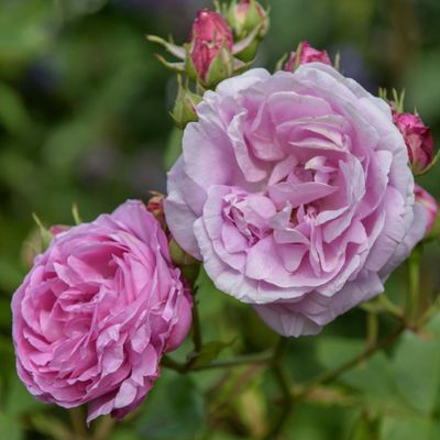 How to grow perfect roses – the founder of Grace Rose Farm shares her 5 secrets to beautiful blooms