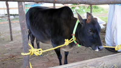 The curious case of Sosamma Iype and the Vechur cow