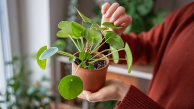 How to propagate a Chinese money plant — 3 ways to grow new ones for free