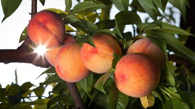 When to plant a peach tree – and how to plant so they get off to the best start